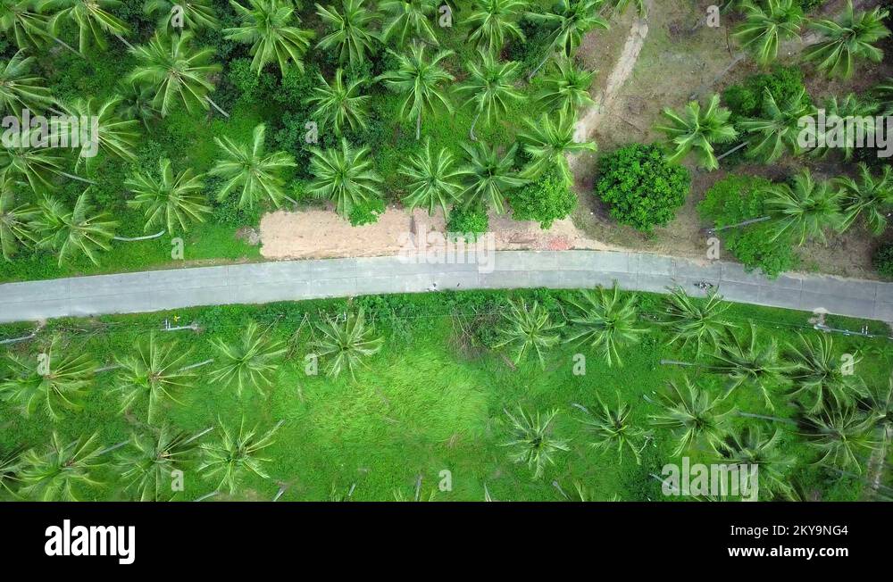 Palm tree transport Stock Videos & Footage HD and 4K Video Clips Alamy