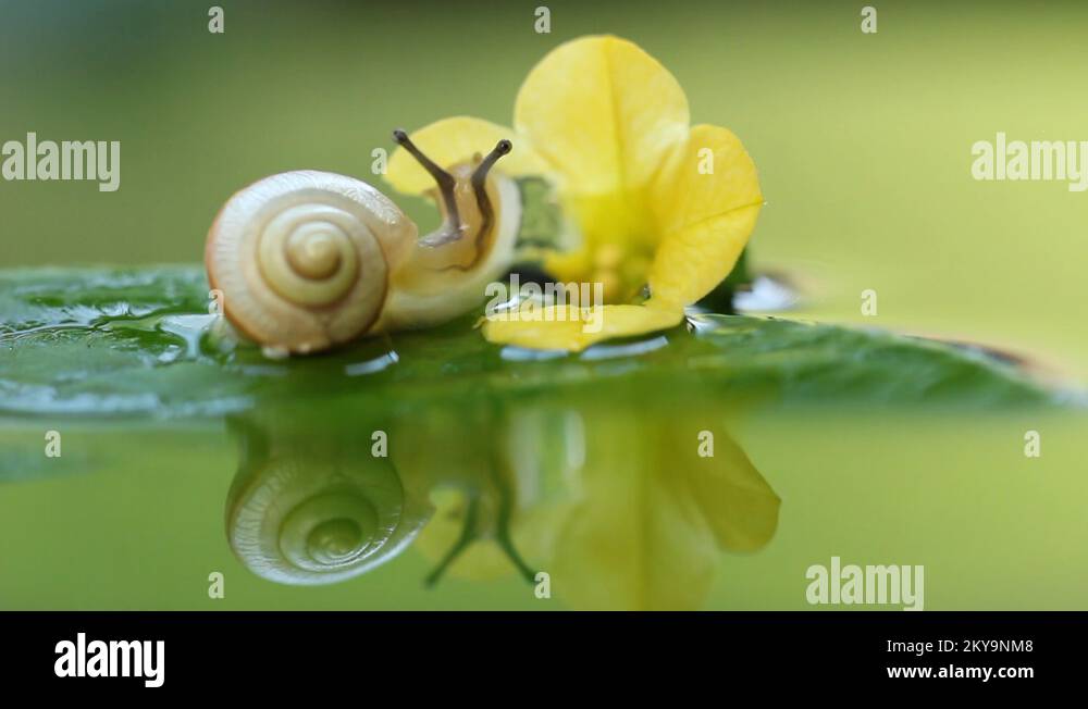 Eyestalk Stock Videos & Footage HD and 4K Video Clips Alamy