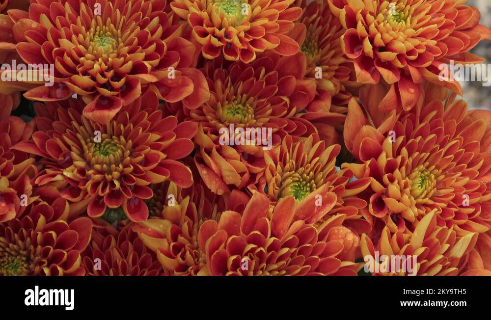 Chrysanthemum garden orange Stock Videos & Footage HD and 4K Video