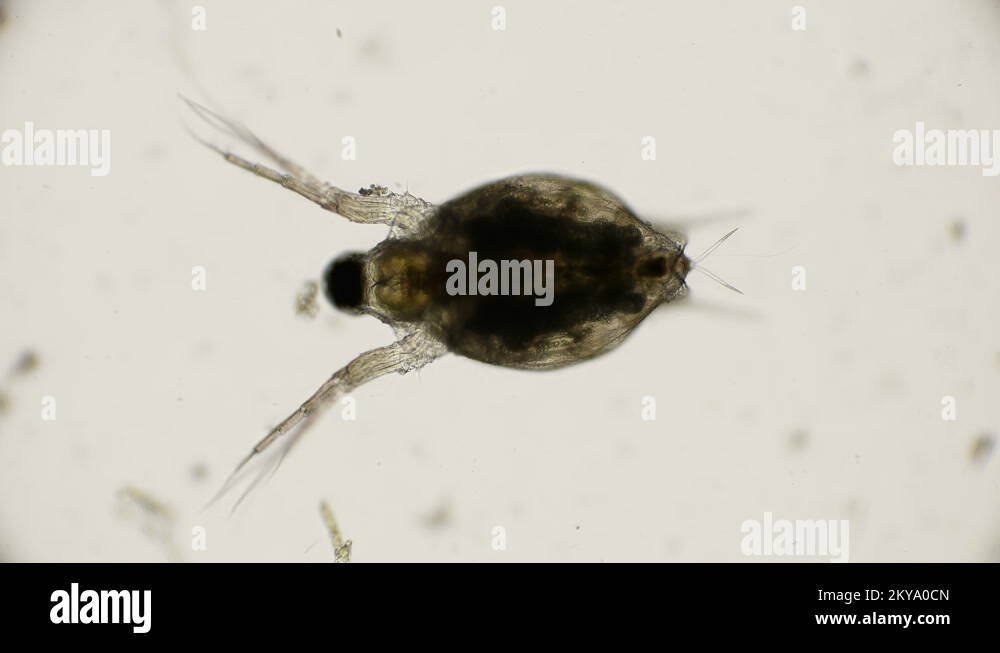 Pond water organisms microscope Stock Videos & Footage - HD and 4K ...