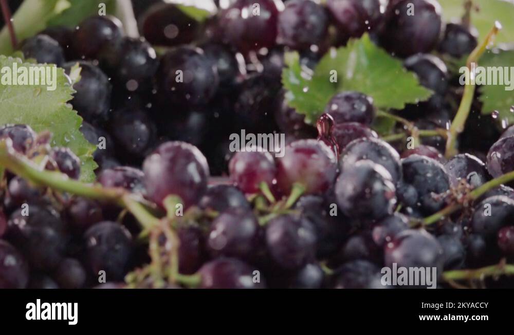 Black grape falling in juice with splash between grapes. Slow motion