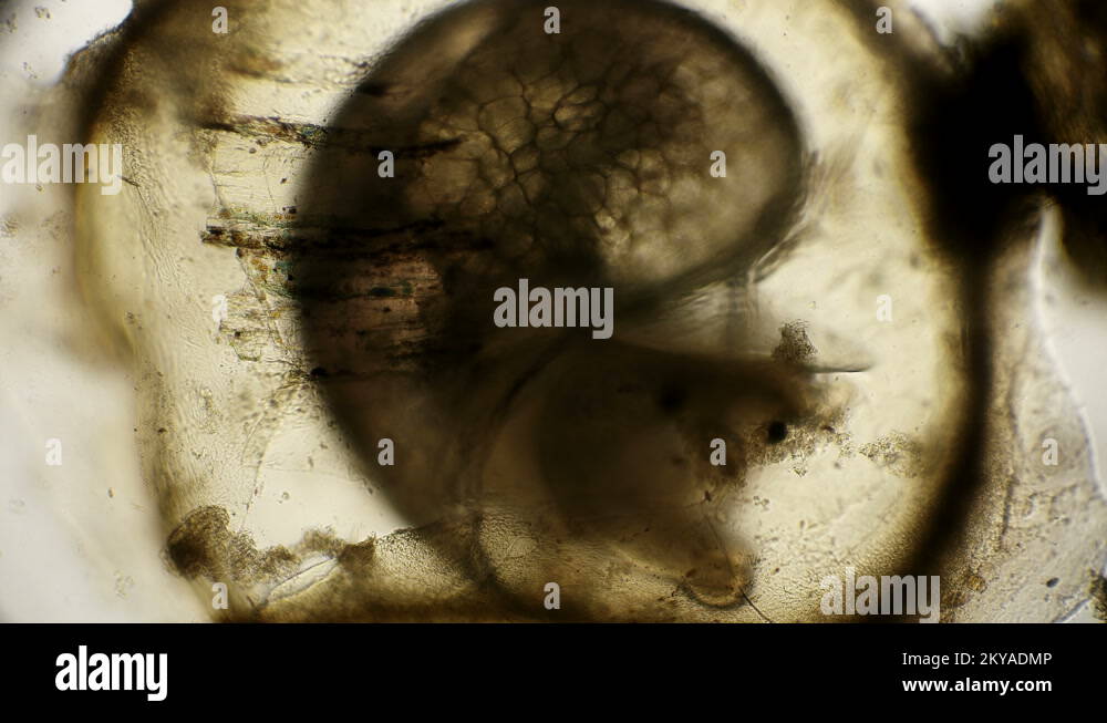 movement of the snail embryo in the egg, under a microscope Stock Video