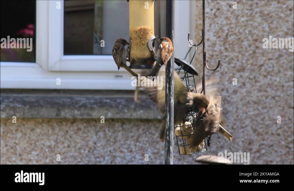 Feeding garden birds Stock Videos & Footage HD and 4K Video Clips Alamy