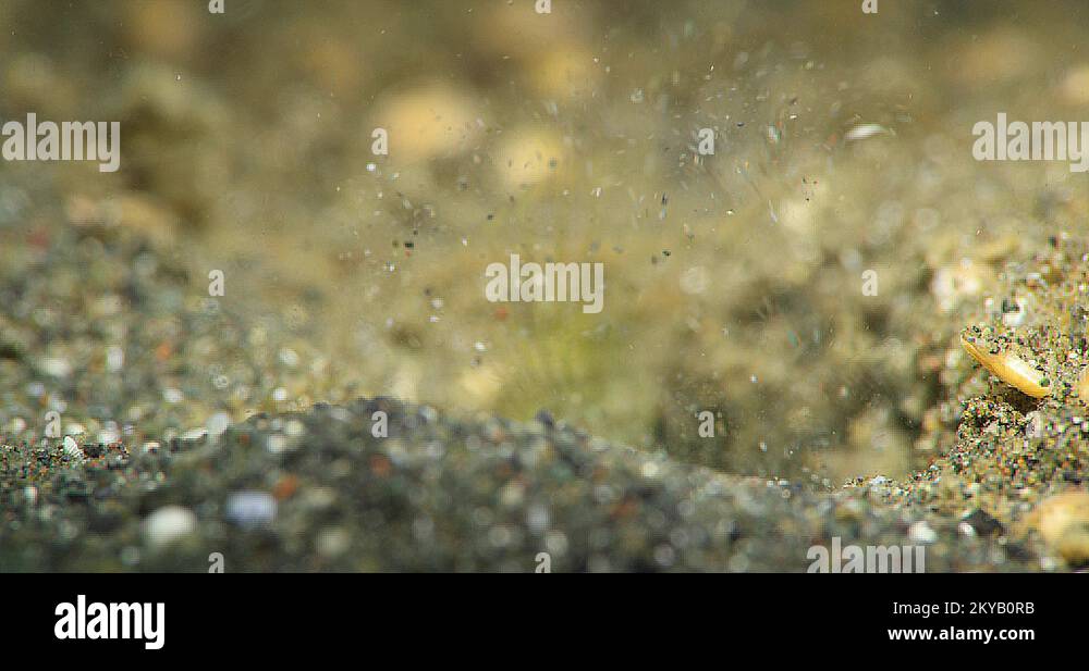 Variable Jawfish (Opistoganthus variabilis) clearing a hole Underwater