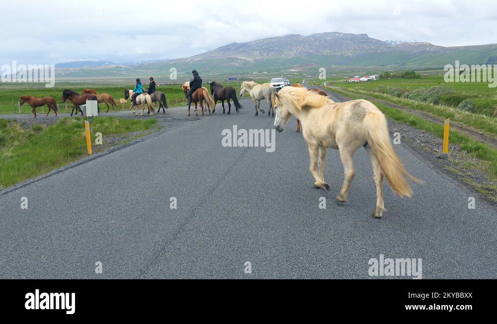 Pony in road Stock Videos & Footage - HD and 4K Video Clips - Alamy