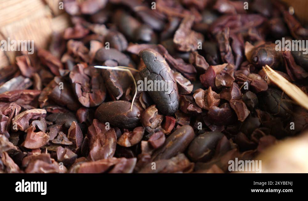Raw Cacao beans in a Cocoa plantation Fruit Tree in Baracoa Cuba Ready