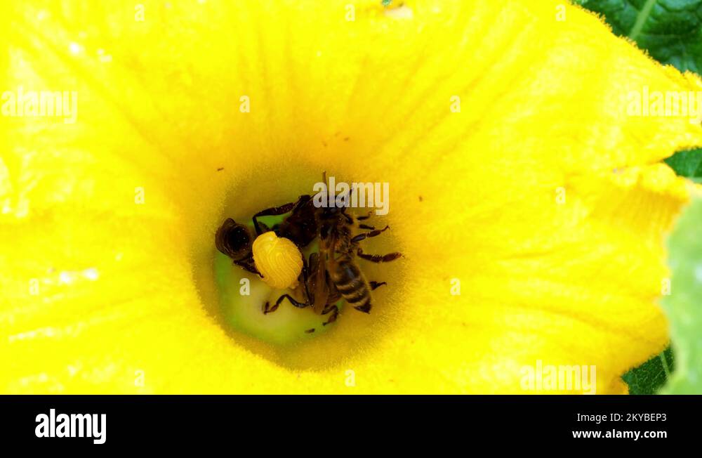 Courgettes with flowers Stock Videos & Footage HD and 4K Video Clips