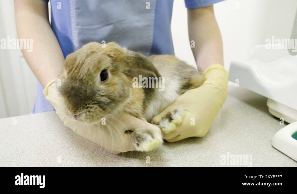 Vet doctor examining rabbit in pet hospital Stock Videos & Footage HD
