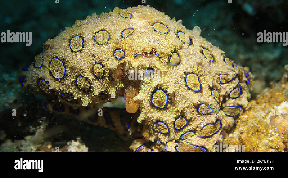 Greater Blue Ringed Octopus (Hapalochlaena lunulata) Underwater on a