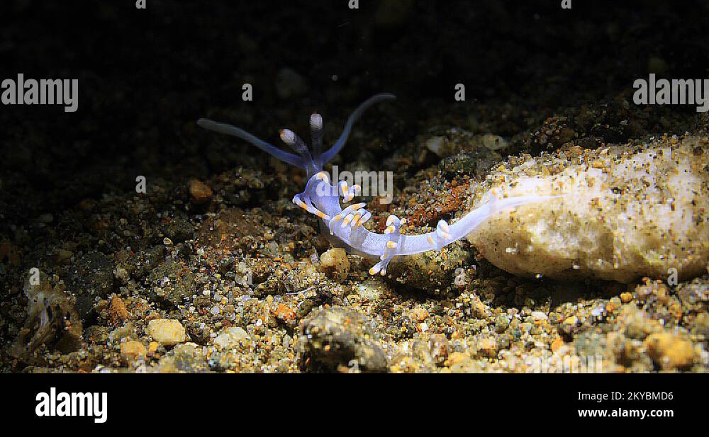 Samla Slug Bicolor Flabellina (Samla bicolor) Sea Slug Underwater in Anilao ...