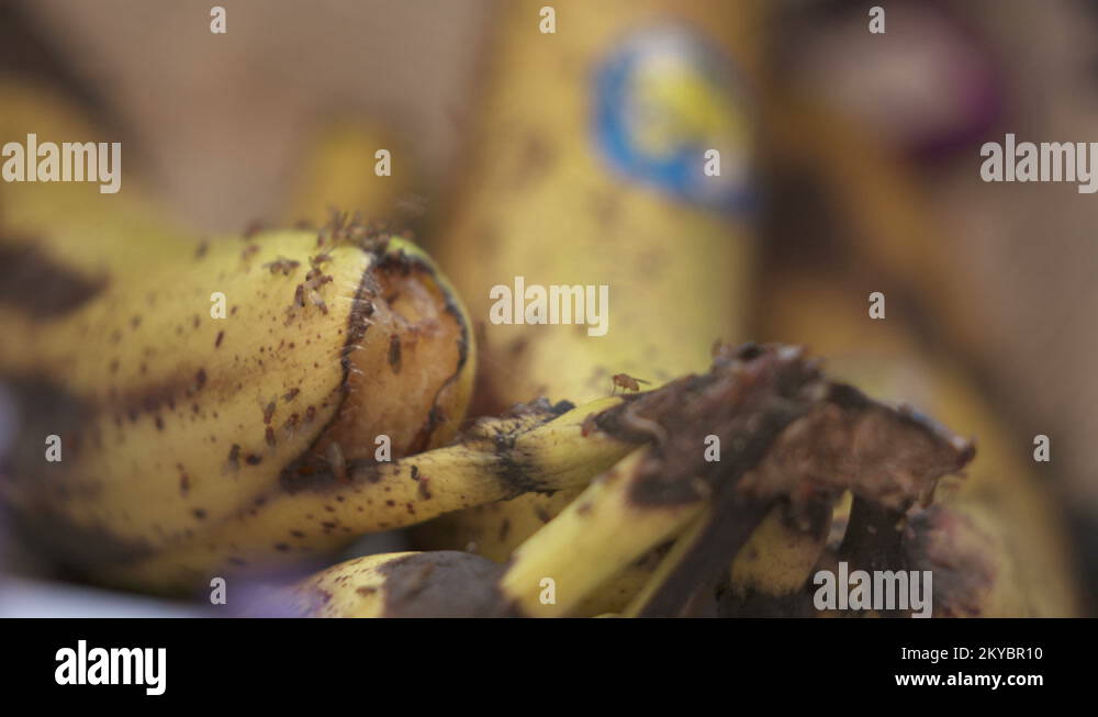 Common fruit flies on rotting banana fruit. Fruit fly feeding closeup