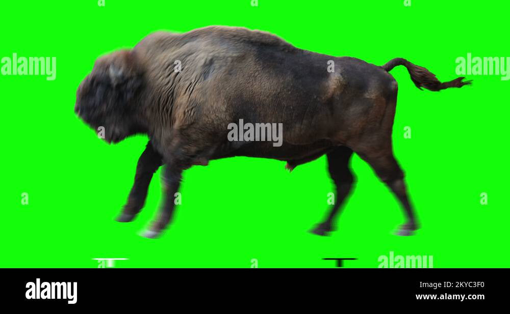 European Bison Wisent Running. Green screen Stock Video Footage - Alamy