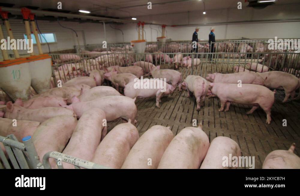 Pig farm workers examining pigs at a pig farm Intensive pig farming