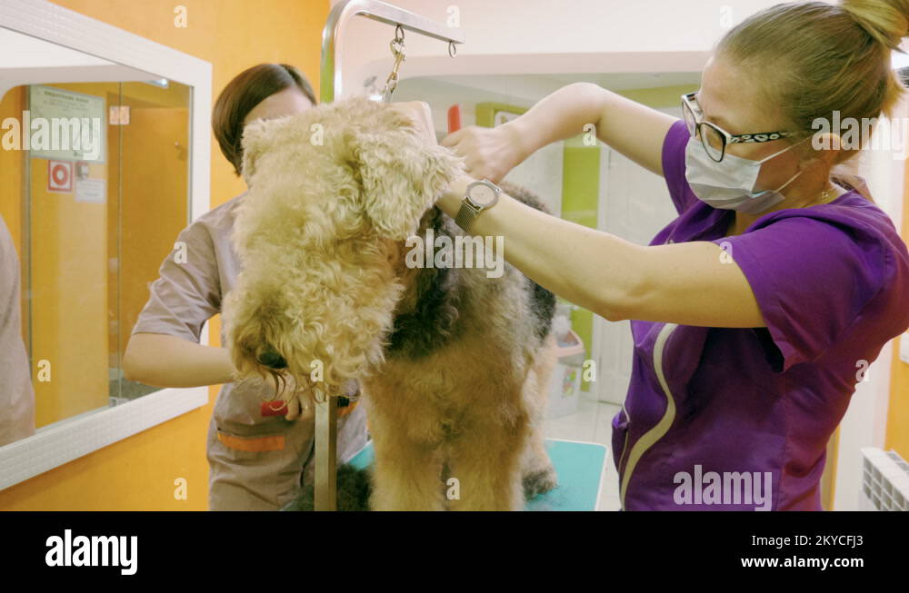 Groomers grooming an irish terrier dog with an animal brush in hair