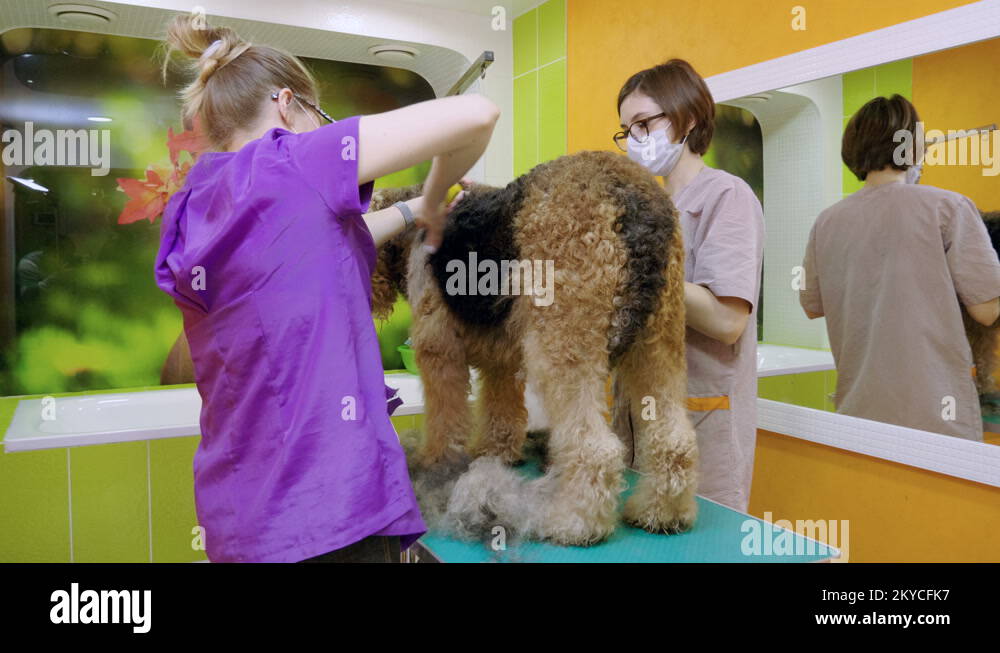 Groomers grooming an irish terrier dog with an animal brush in hair