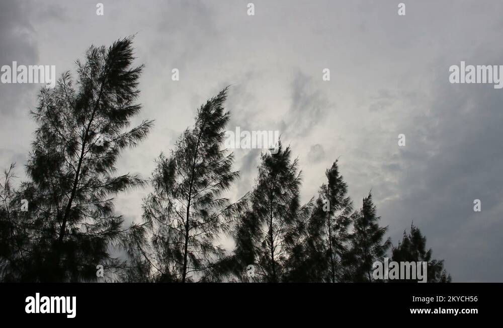 Pine trees in silhouette Stock Videos & Footage - HD and 4K Video Clips ...