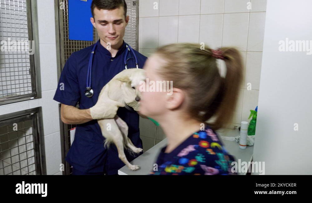 Treatment of a broken paw of chihuahua dog by two vets at veterinary