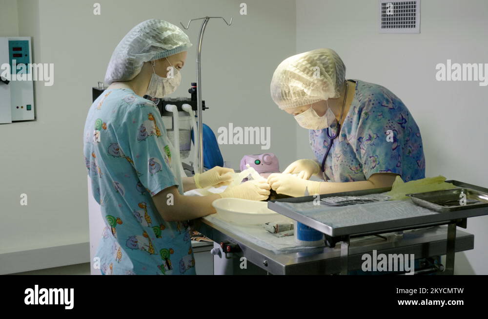 Vet cleaning mouth, teeth of guinea pig under anesthesia in veterinary