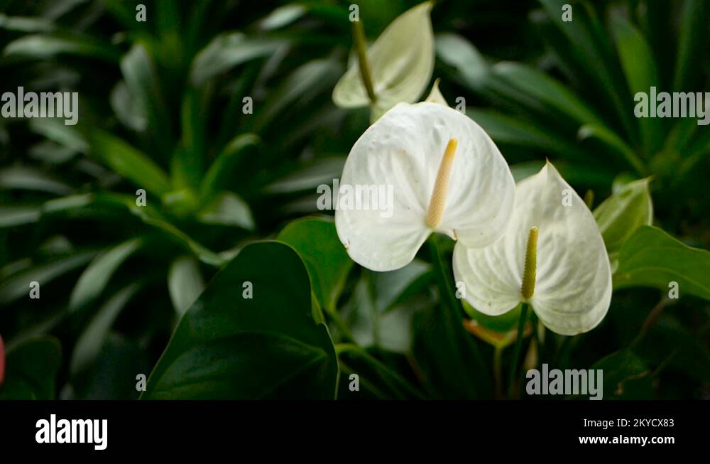 Wild delicate poisonous Calla lily with yellow stamen blooming in the garden as Stock Video