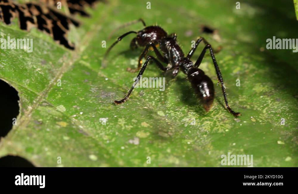 Bullet conga ant Stock Videos & Footage HD and 4K Video Clips Alamy