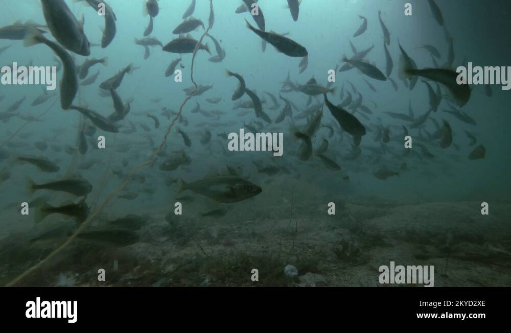 school of Black cod fish or Smallscaled Cod (Notothenia microlepidota