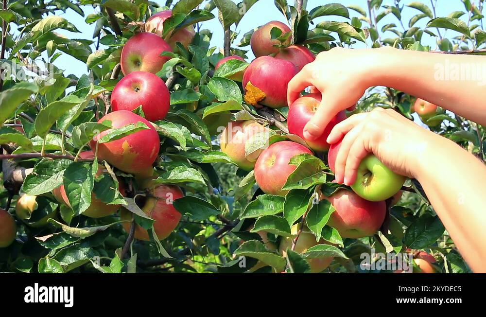 Vintage apple orchard Stock Videos & Footage HD and 4K Video Clips Alamy