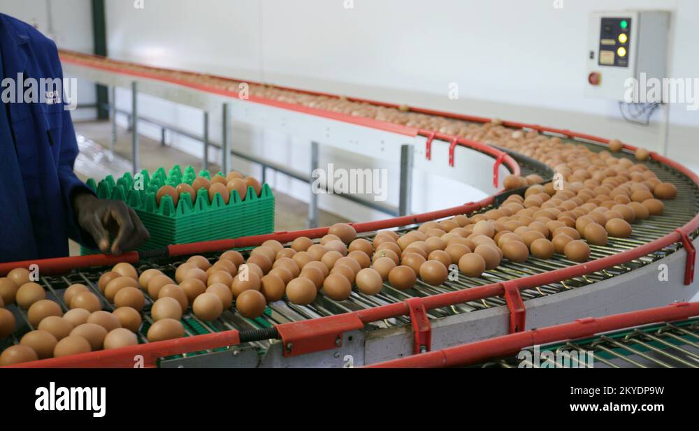 4K view of a factory worker sorting eggs on a conveyor belt at a large