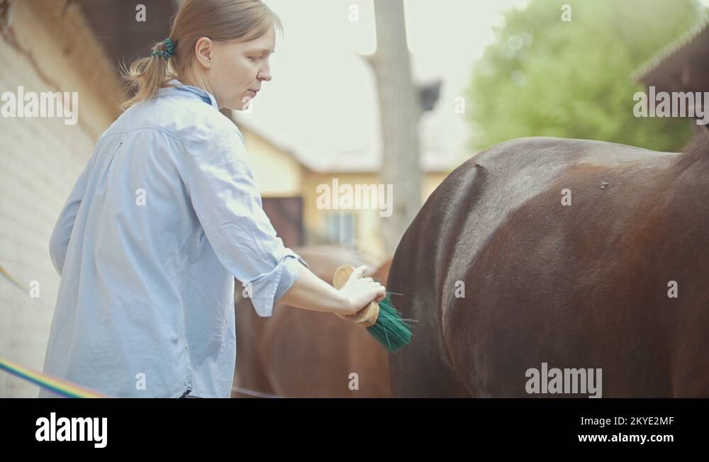 Horse brushing Stock Videos & Footage HD and 4K Video Clips Alamy