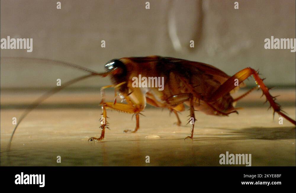American Cockroach crawling right to left Stock Video Footage Alamy
