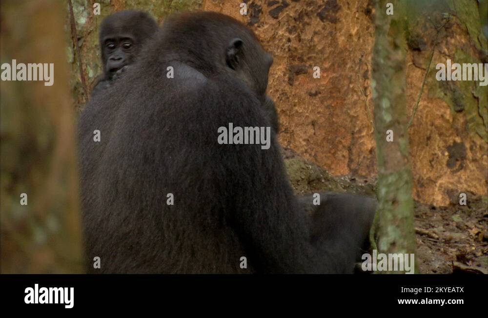 Western Lowland Gorilla walking on all fours carrying baby on back