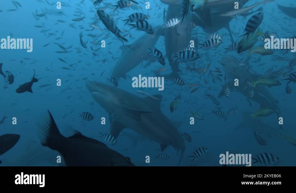 Sharks predators of the deep Stock Videos & Footage - HD and 4K Video