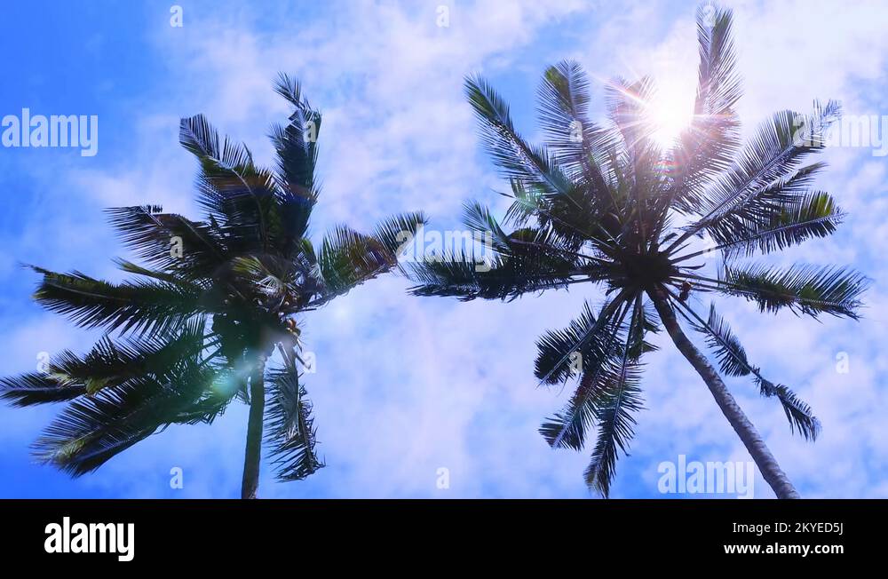 Coconut season Stock Videos & Footage HD and 4K Video Clips Alamy