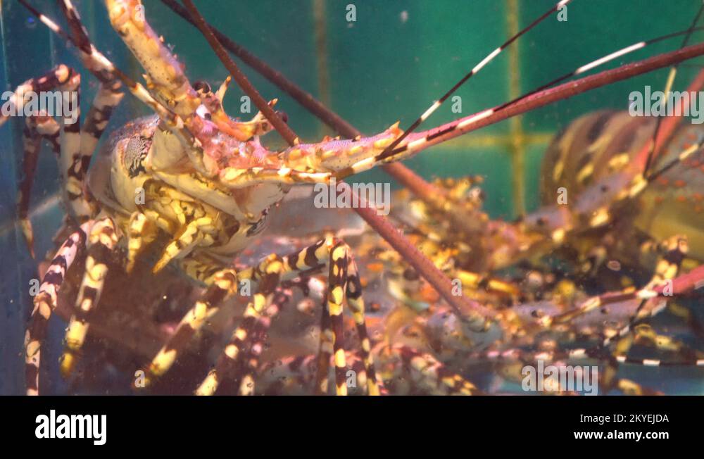 European lobsters Stock Videos & Footage HD and 4K Video Clips Alamy