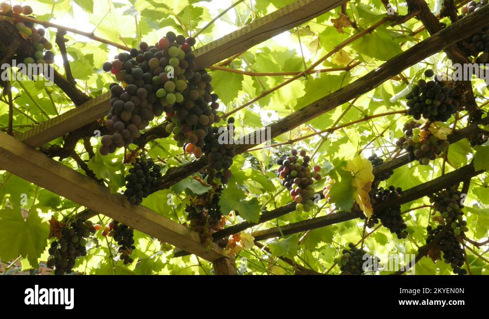 Fruit of the vines Stock Videos & Footage HD and 4K Video Clips Alamy