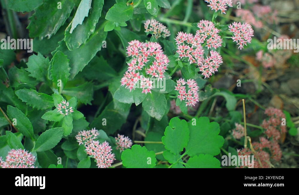 Saxifragales garden flowers Stock Videos & Footage - HD and 4K Video