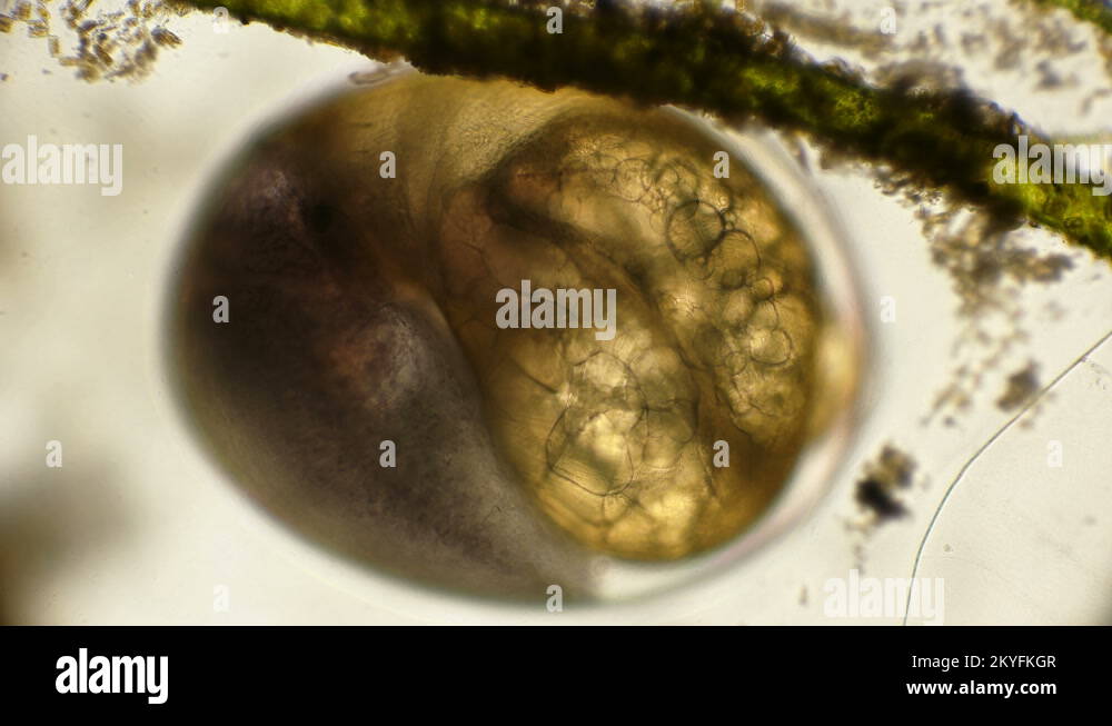 formed snail embryo ready to hatch from the egg, under a microscope