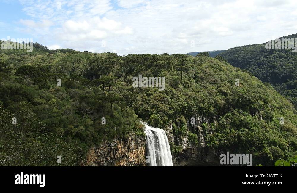 Canela tree Stock Videos & Footage - HD and 4K Video Clips - Alamy