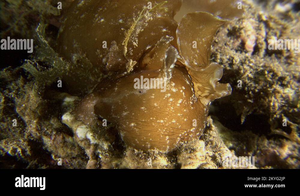 Sea hare aplysia punctata Stock Videos & Footage HD and 4K Video