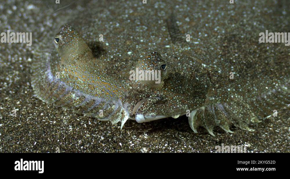 Flounder eyes Stock Videos & Footage HD and 4K Video Clips Alamy