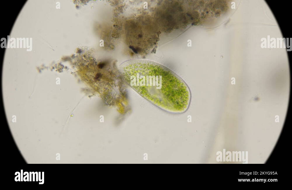 Paramecium bursaria Stock Videos & Footage - HD and 4K Video Clips - Alamy