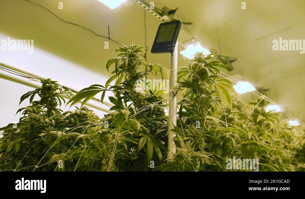 Temperature and humidity Stock Videos & Footage HD and 4K Video Clips