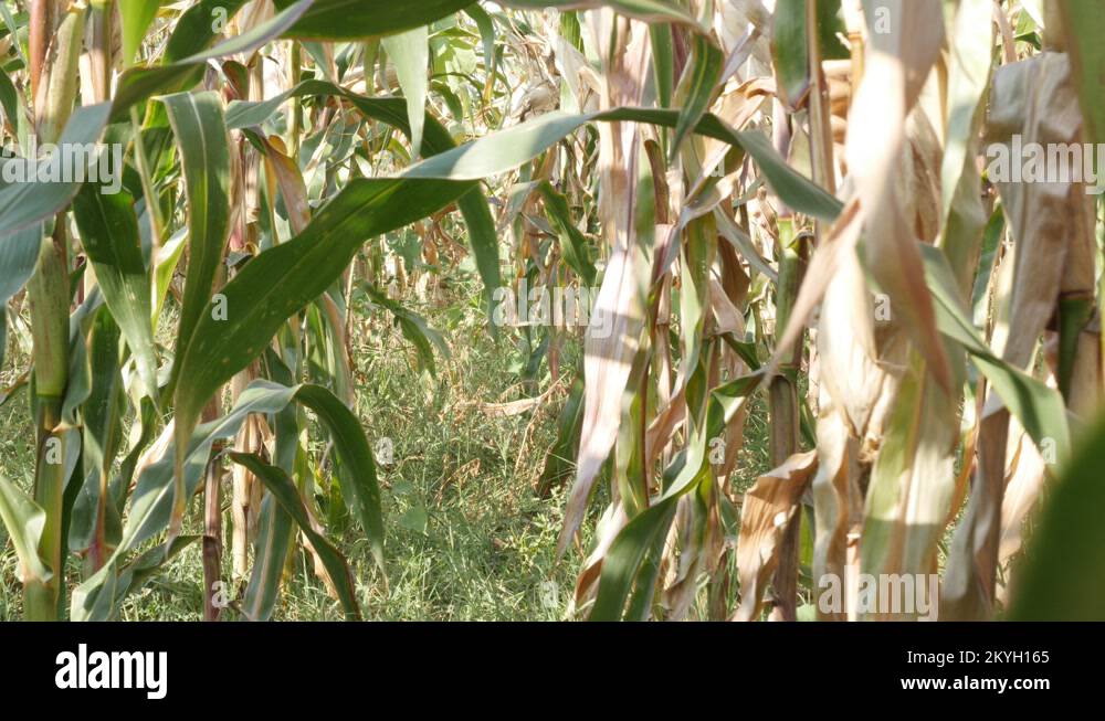 Maize corn zea mays stalk Stock Videos & Footage - HD and 4K Video ...