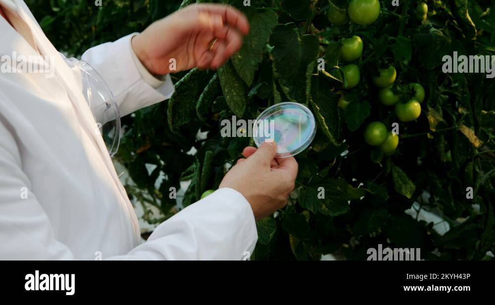 Plant nursery specimen Stock Videos & Footage HD and 4K Video Clips