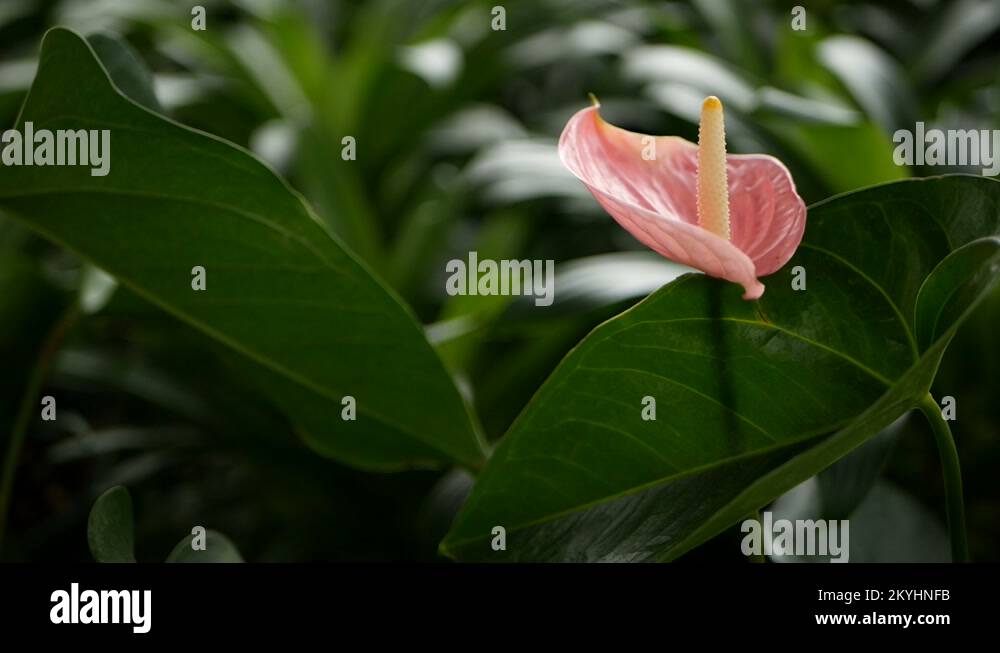 Wild delicate poisonous Calla lily with yellow stamen blooming in the