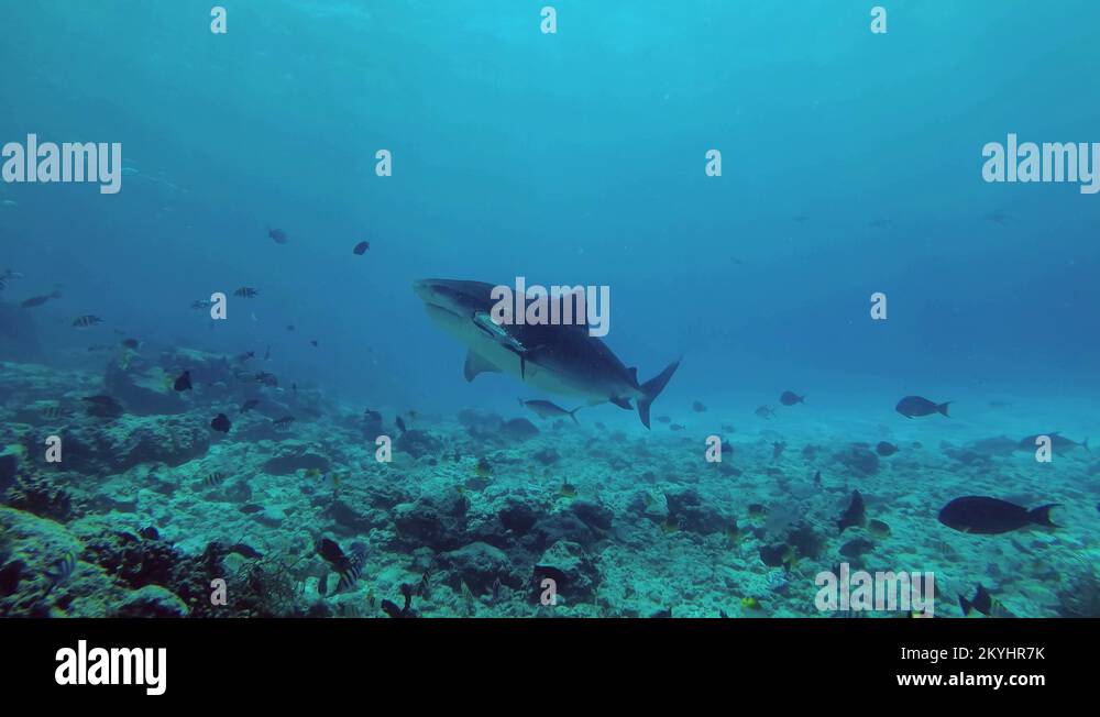 Big Tiger Shark eating tunny clapping their jaws. Low-angle shot, Tiger