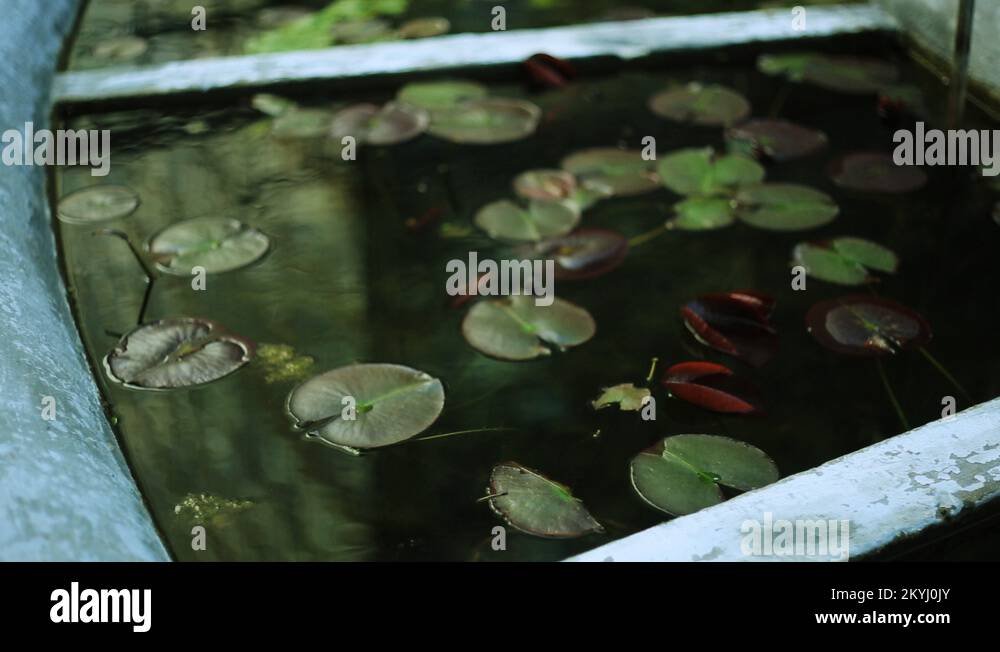 Lilies in a pool Stock Videos & Footage HD and 4K Video Clips Alamy