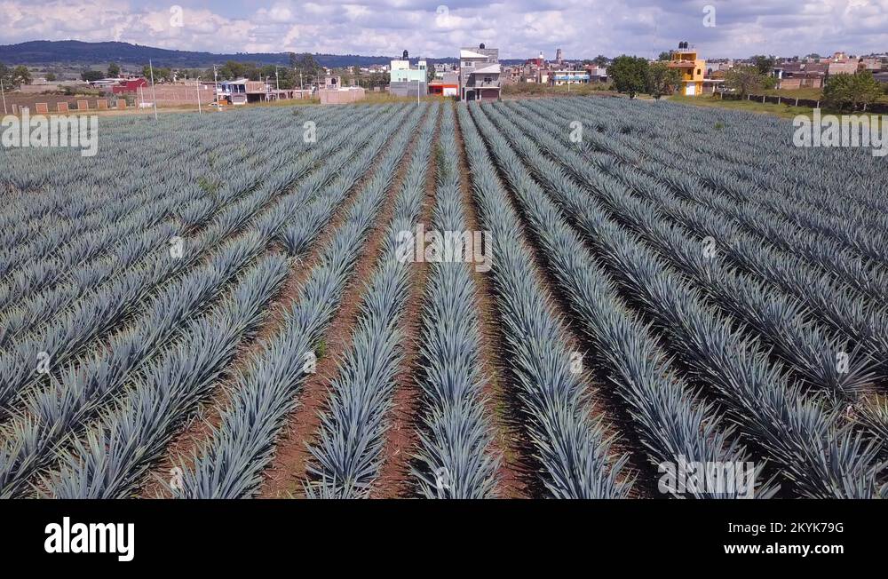 Unique Agave Field 4k Aerial Zoom Out Drone of Tequila Plants in