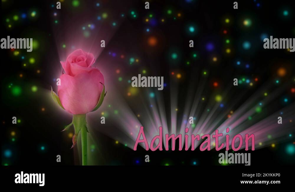 Montage of opening pink Blushing Akito rose in RGB + ALPHA matte format