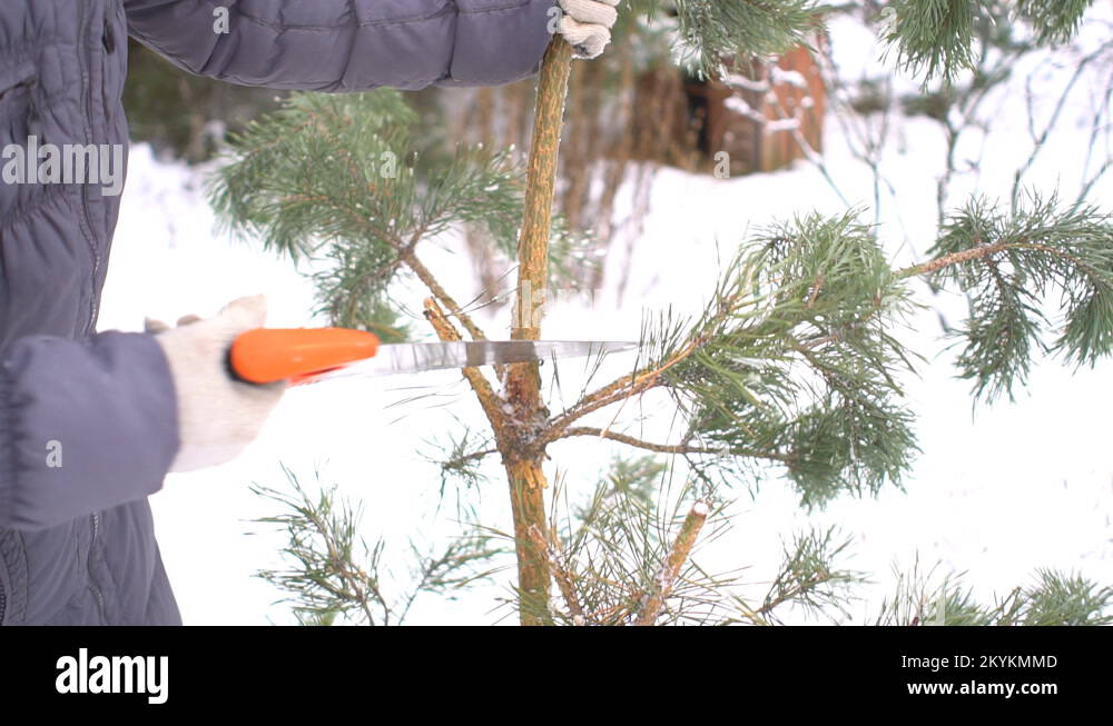 Cutting pine tree Stock Videos & Footage HD and 4K Video Clips Alamy