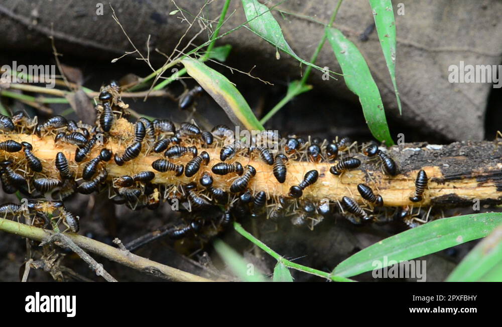 Termites eating wood Stock Videos & Footage HD and 4K Video Clips Alamy